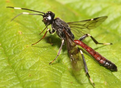 Xorides sepulchralis